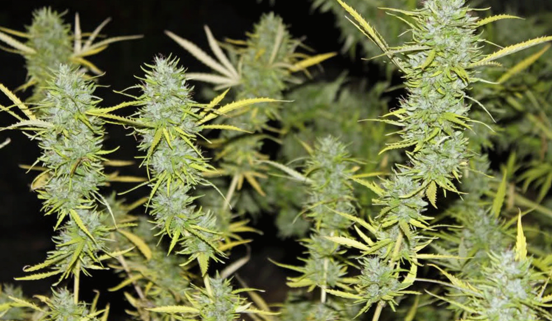 22 Misguided Beliefs Which You Have About Inferior Acapulco Gold Feminized Seeds
